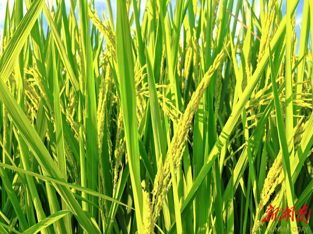 种田“小白”成了高产大咖！“斜杠中年”杨光杰第一年种植水稻亩产超1000公斤(图3)