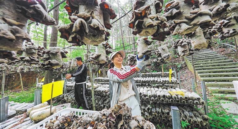 【高质量发展产业调研】林下生金